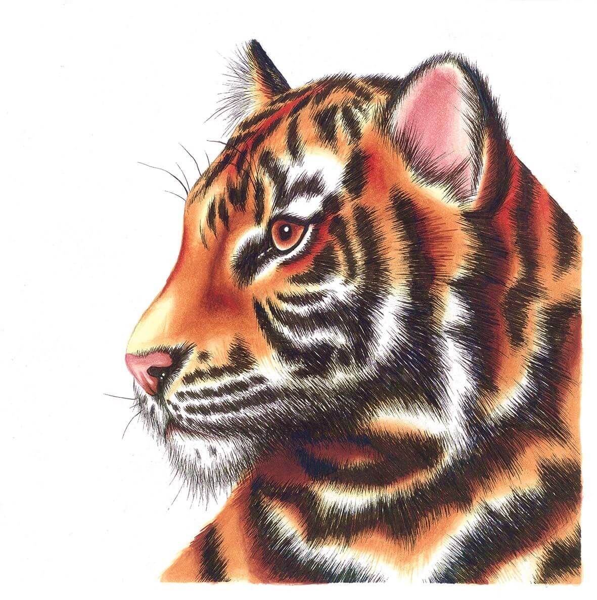 Chameleon Color & Blending System 4 voorbeeld