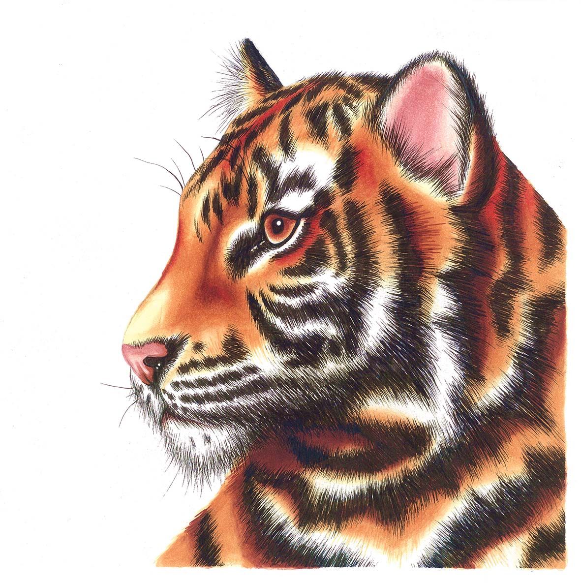 Chameleon 52-Marker Super Set voorbeeld